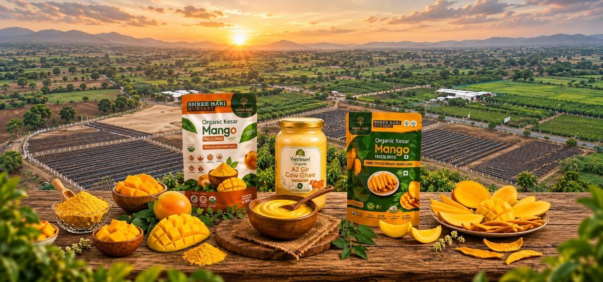 Mango Orchard & Farming